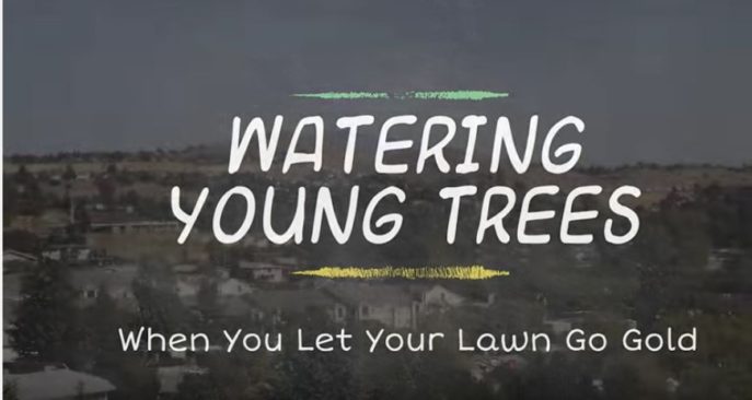 watering young trees